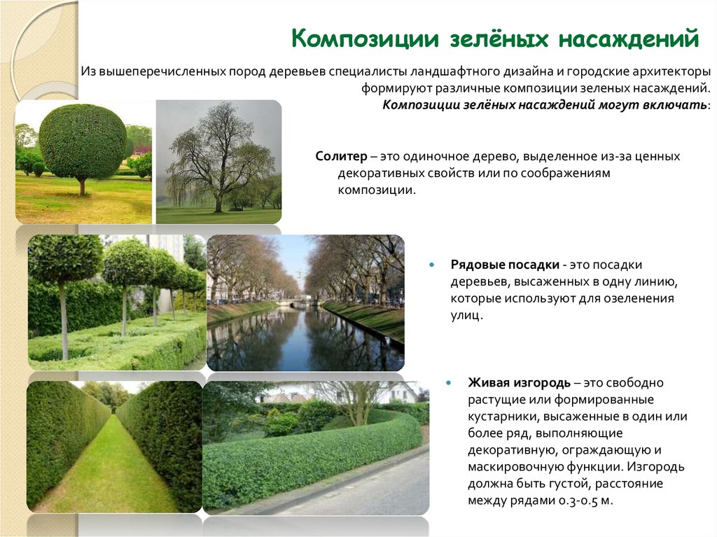 Курсовая работа по теме Общая характеристика декоративных кустарников, используемых в озеленении северных городов
