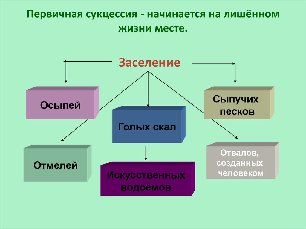 Саморазвитие экосистемы экологическая сукцессия презентация 9 класс