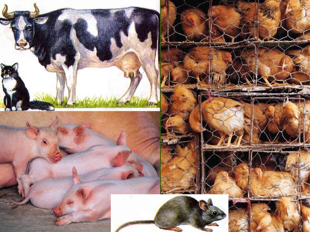 Эпизоотии животных. Инфекционные заболевания сельскохозяйственных животных. Болезни животных эпизоотия.