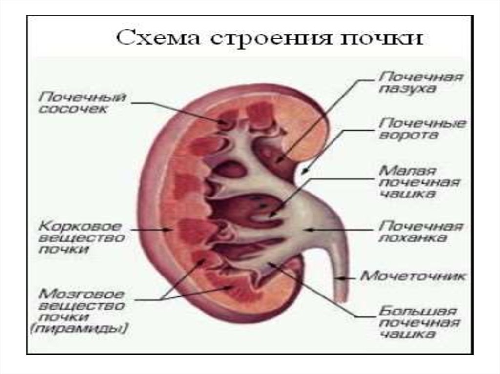 Нормальное строение. Строение почки собаки. Анатомия почки кошки. Строение почки у кошек и собак. Строение почки собаки анатомия.