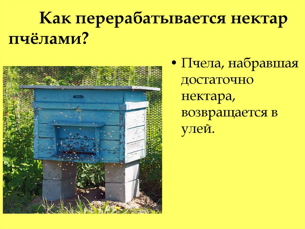 Как перерабатывается нектар пчёлами?