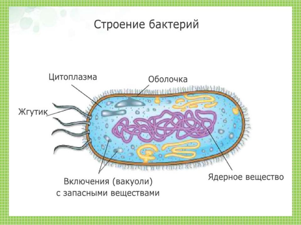 Прокариоты 2 вирусы. Строение бактериальной клетки, основные структурные элементы. Строение бактериальной клетки 5 класс биология рисунок. Строение бактерии рисунок. Строение бактериальной клетки 5 класс биология.