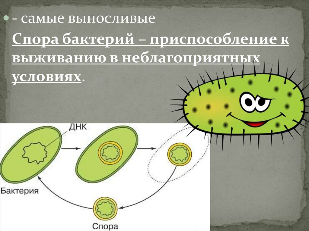 С помощью спор бактерии. Приспособление бактерий. Защитные приспособления микроорганизмов. Споры бактерий это приспособление к. Спора бактерии.