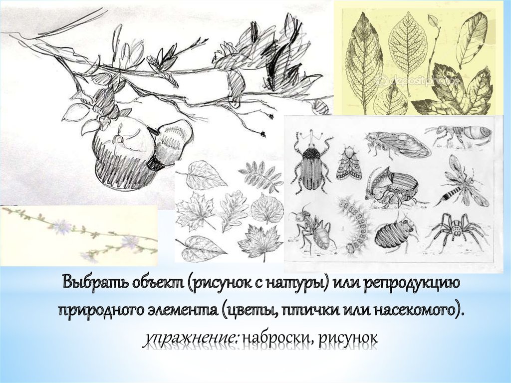 Рассмотрите рисунок с изображением насекомого укажите видовое название данного представителя