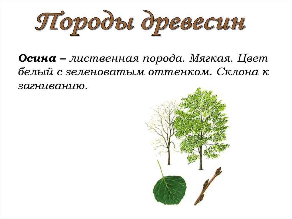 Осина какая порода. Осина. Осина широколиственная. Лиственные породы древесины. Лиственные деревья осина.