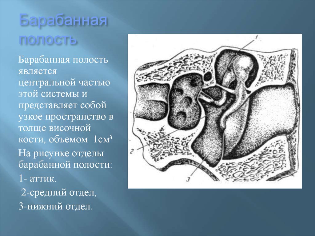 Стенки барабанной полости