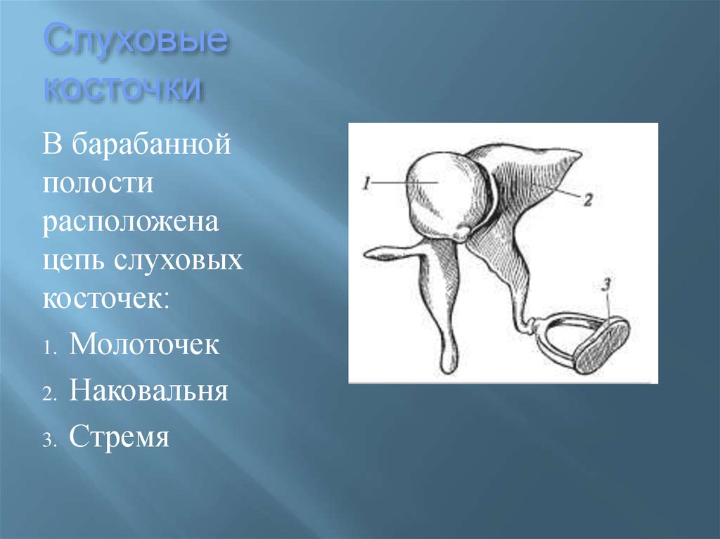Молоточек наковальня стремечко функции. Молоточек наковальня стремечко анатомия. Слуховые косточки расположены. Слуховые косточки анатомия. Слуховые косточки расположены в полости.