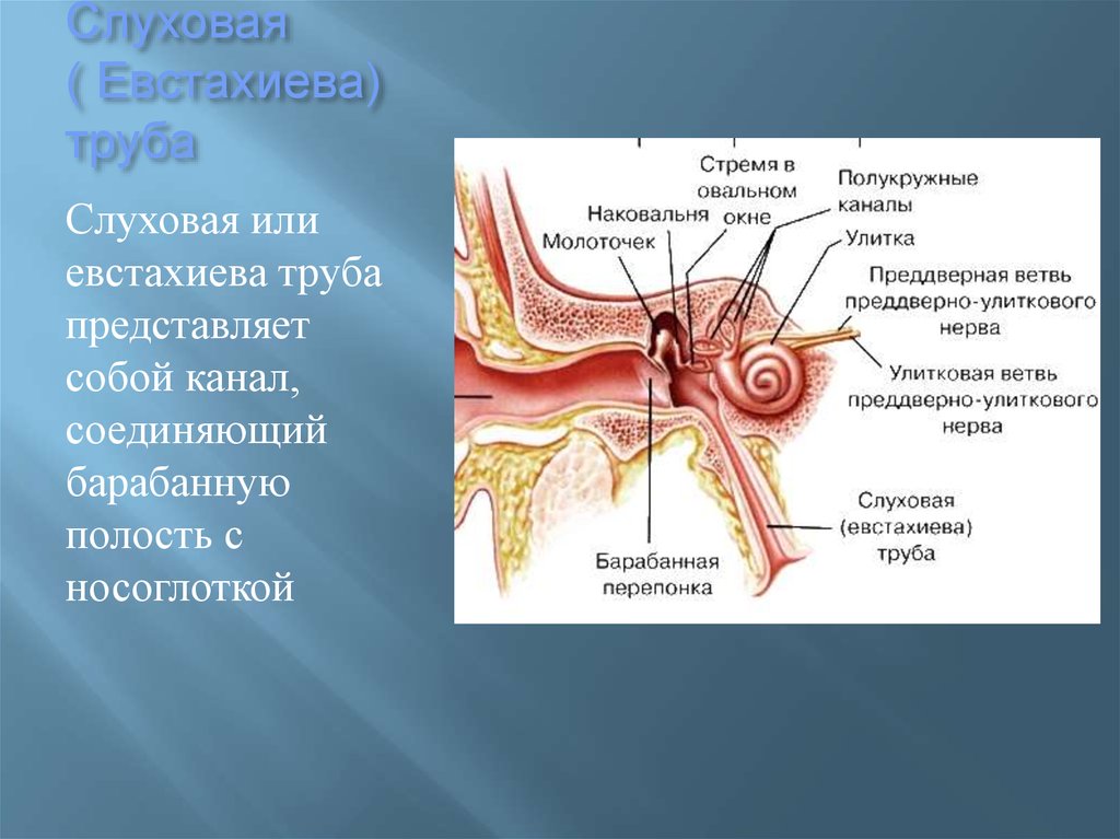 Особенности строения слуховой трубы какую функцию выполняет. ЛОР органы анатомия евстахиева труба. Евстахиева труба анатомия человека. Строение уха евстахиева труба. Евстахиева (слуховая) труба анатомия.