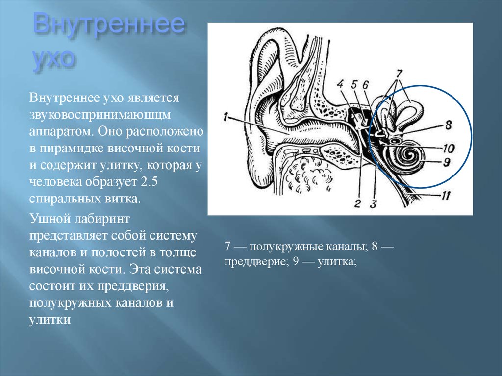 Внутреннее ухо является. Строение слухового анализатора физиология. Слуховой аппарат внутреннего уха анатомия. Аппараты периферического отдела слухового анализатора. Функции проводникового отдела слухового анализатора.