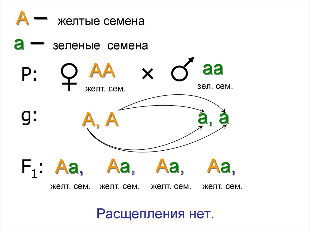 Схема скрещивания законов менделя