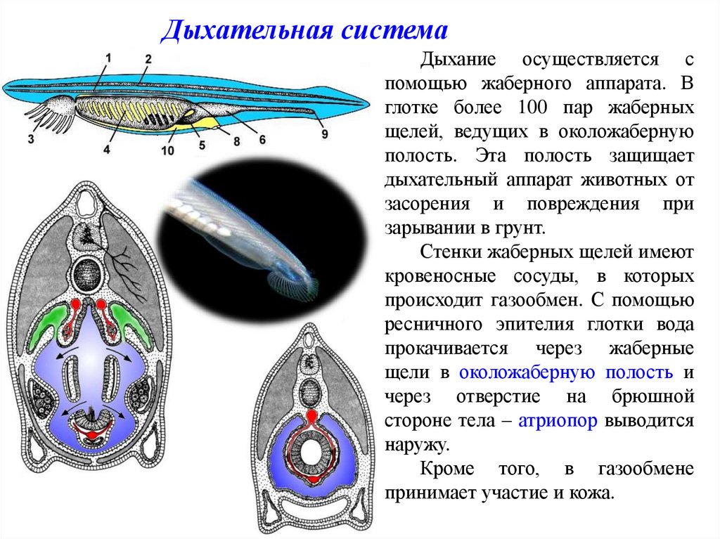 Околожаберная полость ланцетника