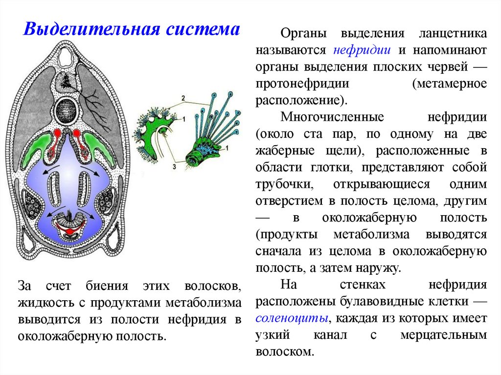 Околожаберная полость у ланцетника