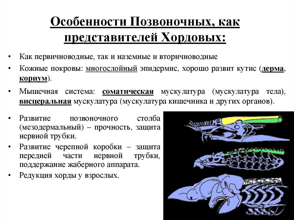 Для всех представителей типа хордовые характерными