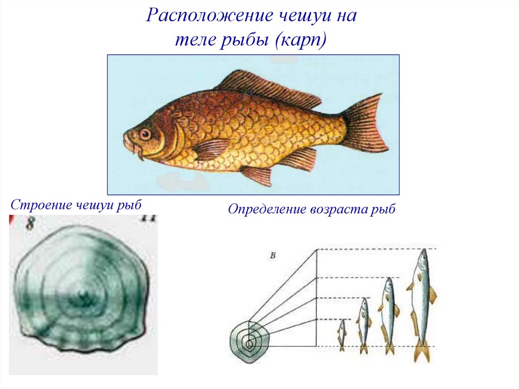 Направление течения рыбы определяют