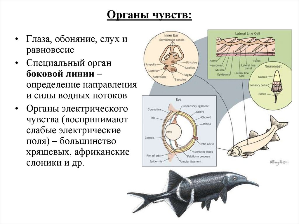 Органы боковой линии помогают плавать