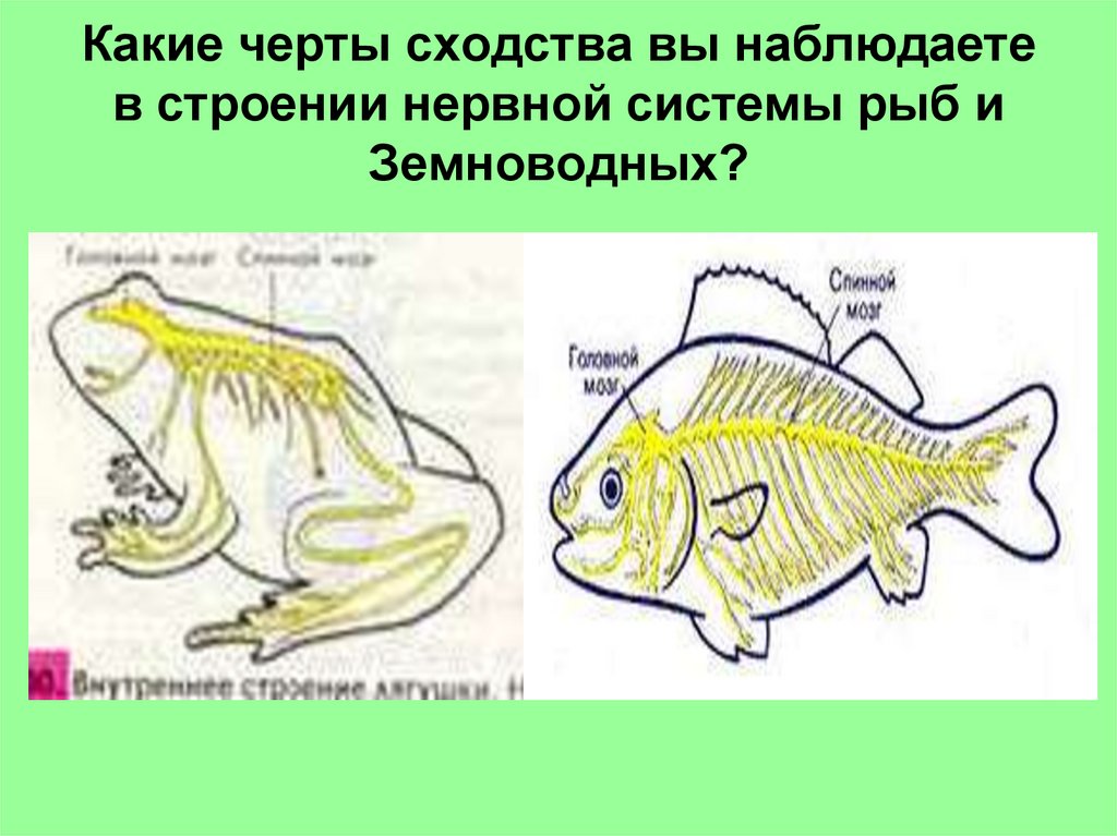 Какие особенности строения отличают земноводных рыб. Сходства рыб и земноводных. Нервная система рыб и амфибий. Сходства и различия нервной системы у амфибий и рыб. Сходства рыб и амфибий.