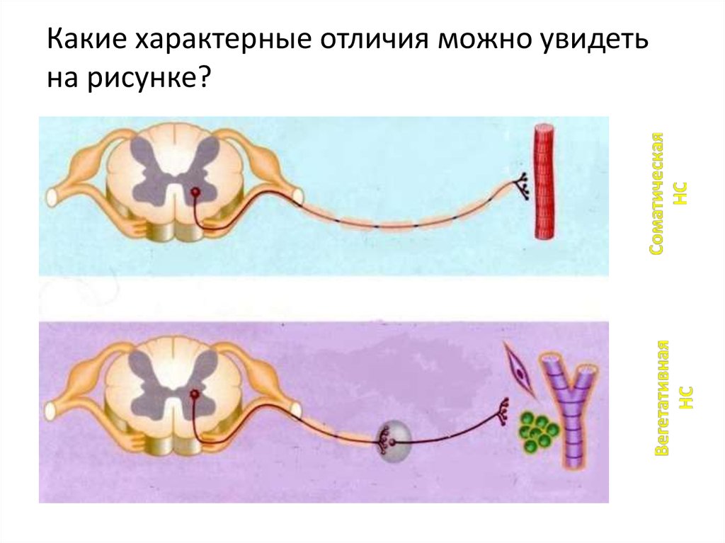 Соматическая и вегетативная нервная система