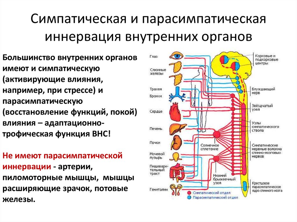 Парасимпатическая система и симпатическая система. Нервного узел симпатической вегетативной нервной системы. Вегетативная иннервация органов таблица анатомия. Таблица симпатическая , парасимпатическая , МЕТА. Парасимпатическая иннервация сердца