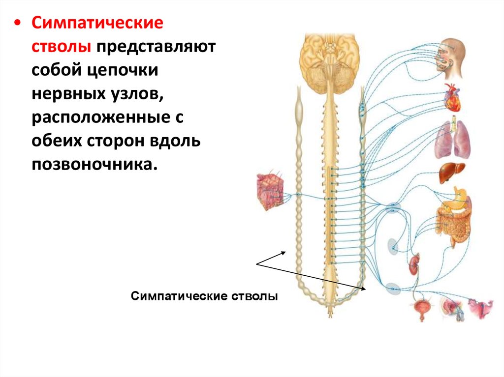 Нервные узлы и нервные стволы