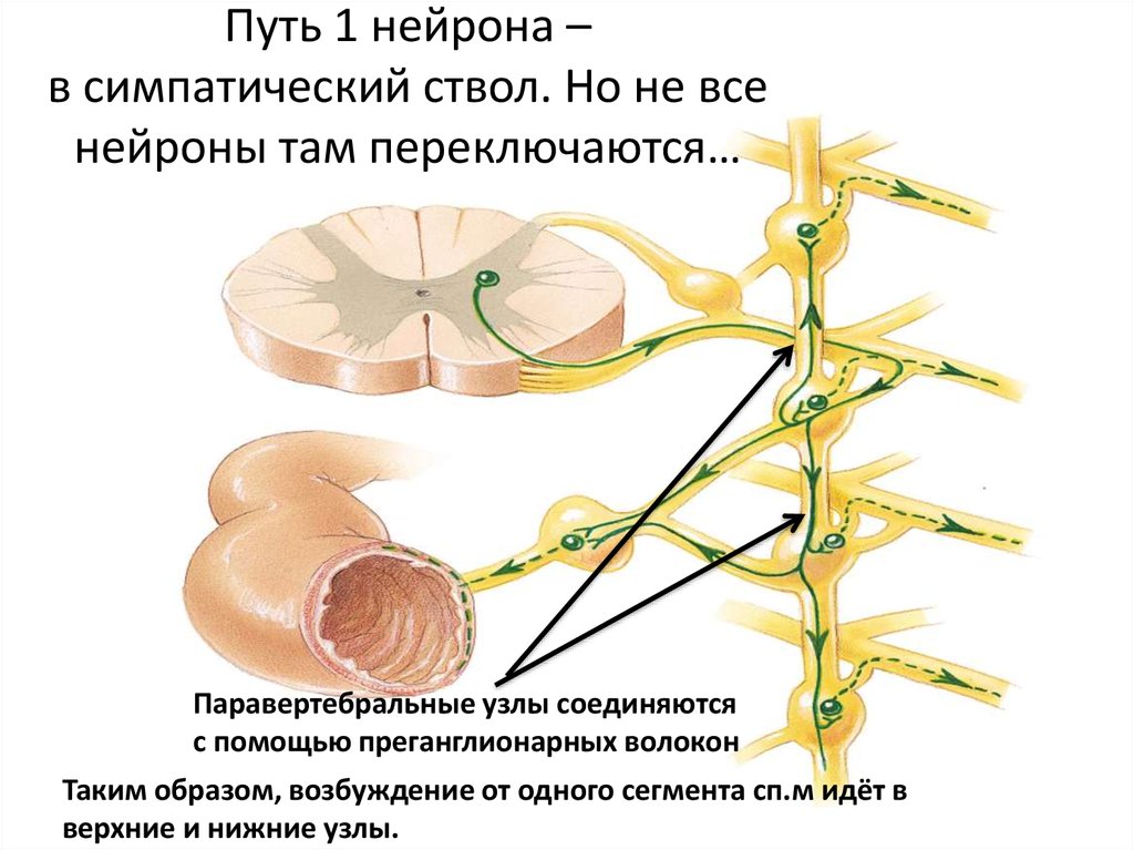 Нервные узлы и нервные стволы. Паравертебральные узлы симпатического ствола. Пограничный симпатический ствол ветви. Пограничный ствол симпатического нерва. Паравертебральные ганглии симпатического ствола.