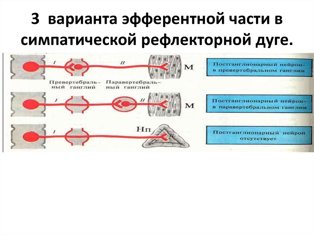 Схема рефлекторной дуги симпатического и парасимпатического отделов