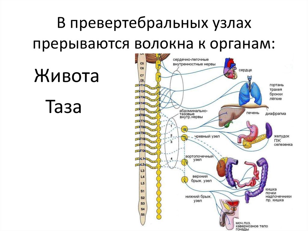 Нервные узлы сплетения. Грудной отдел симпатического ствола таблица. Превертебральные узлы симпатического ствола. Тазовые внутренностные нервы. Большой и малый внутренностные нервы.