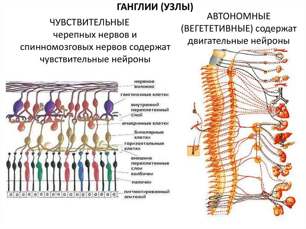 Строение нервного узла. Нервы и нервные узлы строение. Строение спинномозгового ганглия. Строение периферического нервного узла. Строение ганглия гистология.