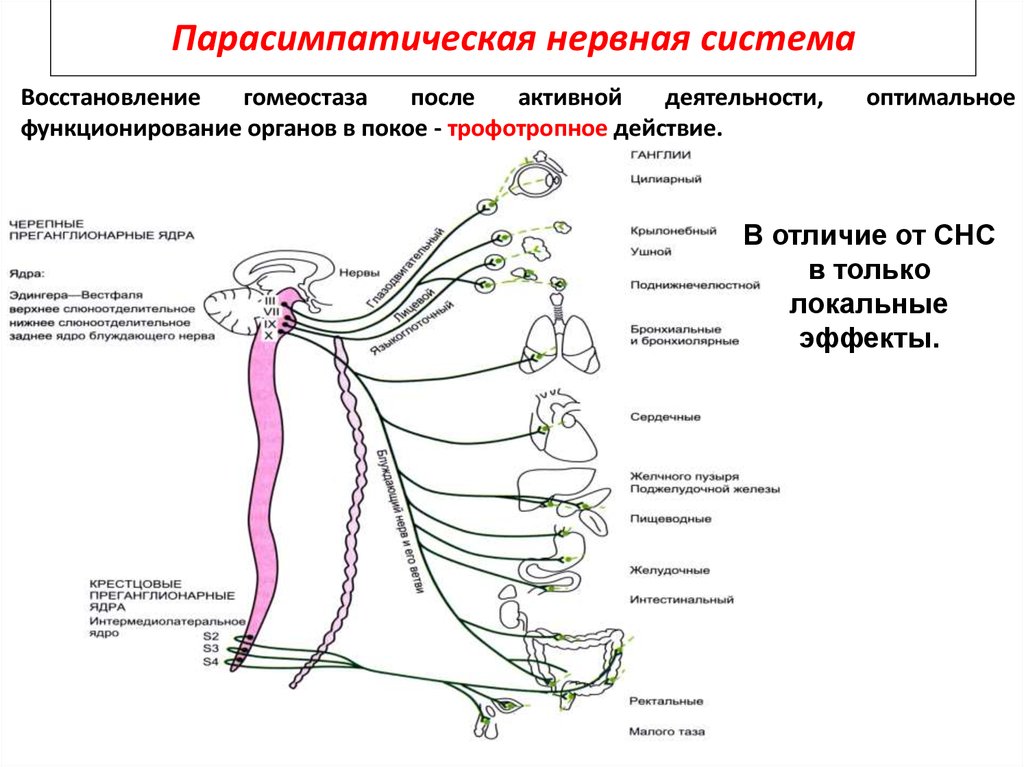 Вегетативные ядра содержат. Блок схема парасимпатического отдела вегетативной нервной системы. Парасимпатическая система и симпатическая система. Симпатическая нервная система нервной системы это. Парасимпатический отдел вегетативной нервной схема.