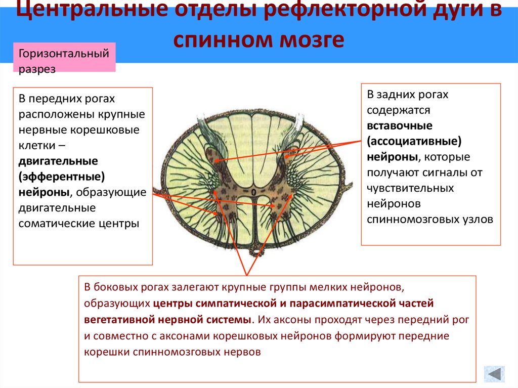 Двигательный передние рога спинного мозга