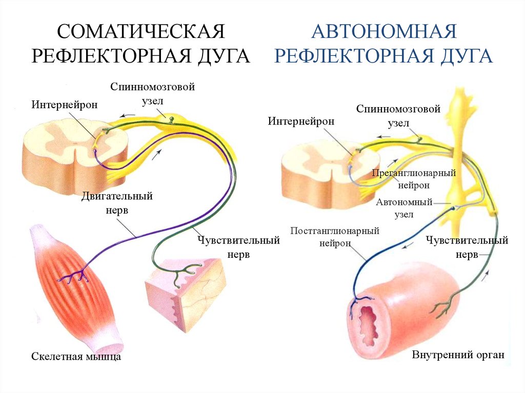 Изобразить схему рефлекторной дуги соматического рефлекса