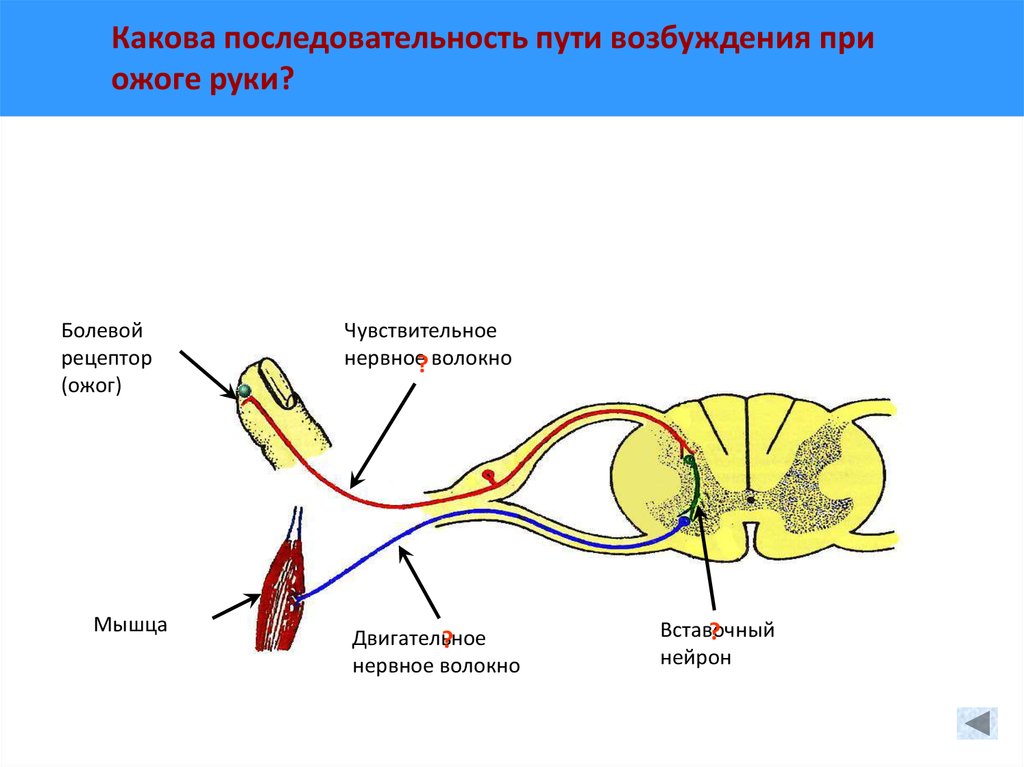 Путь рефлекторного импульса. Схема рефлекторной дуги отдергивания руки. Рефлекторная дуга спинного мозга анатомия. Рефлекторная дуга задние рога спинного мозга. Рефлекторная дуга с болевыми рецепторами.