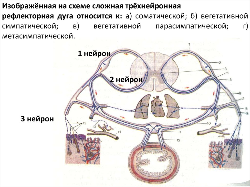 Парасимпатическая рефлекторная дуга схема