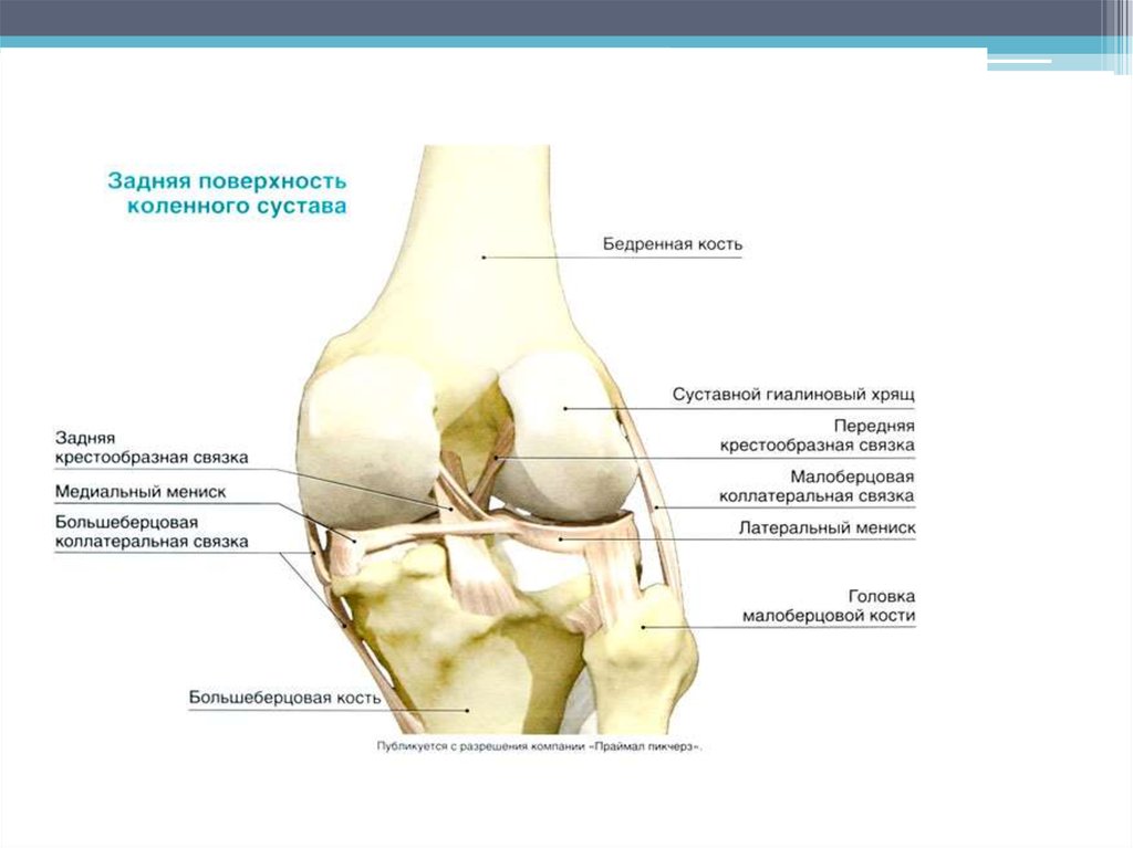 Латеральный мыщелок бедренной. Медиальный мыщелок бедренной кости коленного сустава. Суставная поверхность бедренной кости коленного сустава. Коленный сустав анатомия строение кости. Коленный сустав анатомия суставные поверхности.
