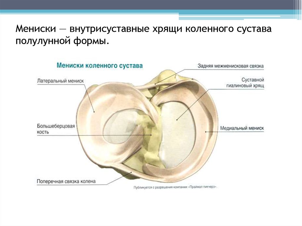 Медиальный мениск коленного