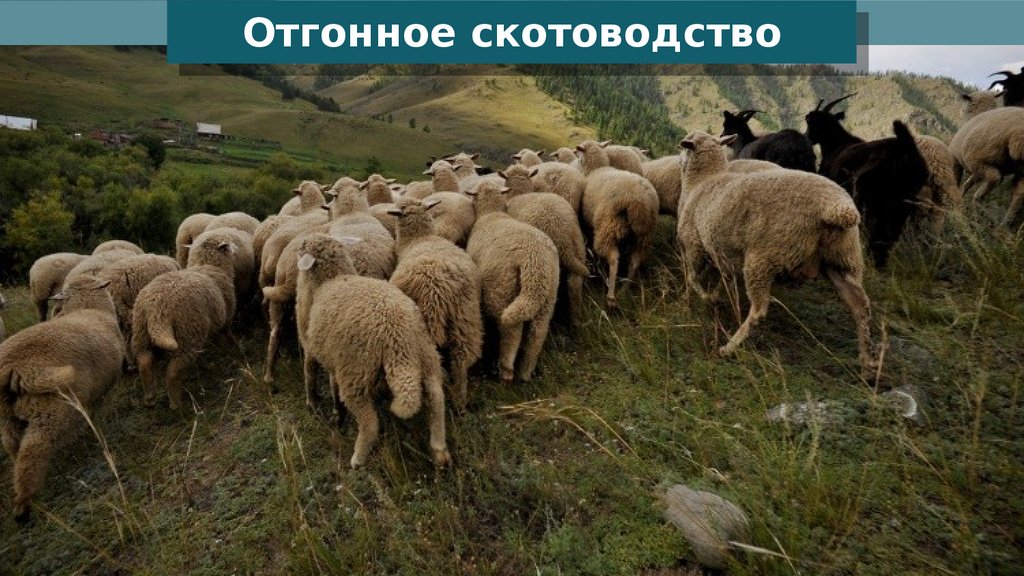 Для центральной россии характерно скотоводство. Отгонно-пастбищное животноводство. Отгонное овцеводство. Отгонно-пастбищное животноводство в России. Отгонное скотоводство регионы.