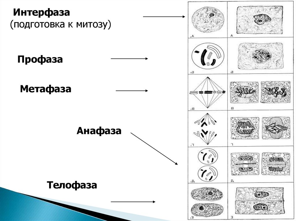 Таблица интерфазы