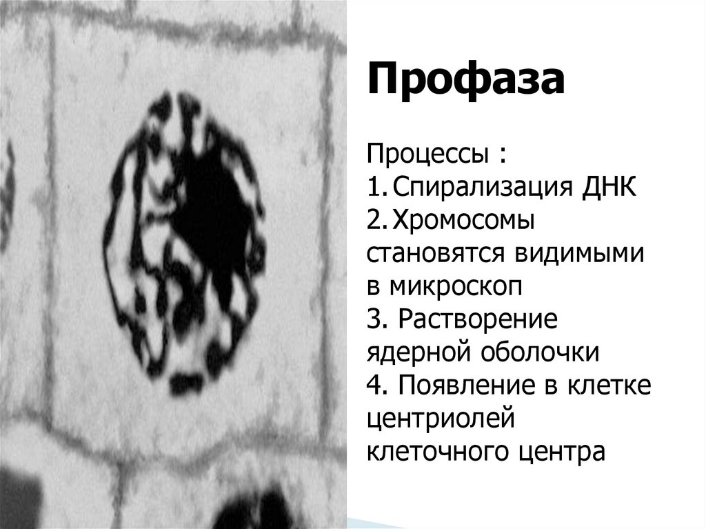 Митозе спирализация хромосом. Профаза процессы. Профаза 1 процессы. Процесс спирализации хромосом. Спирализация хромосом митоз.