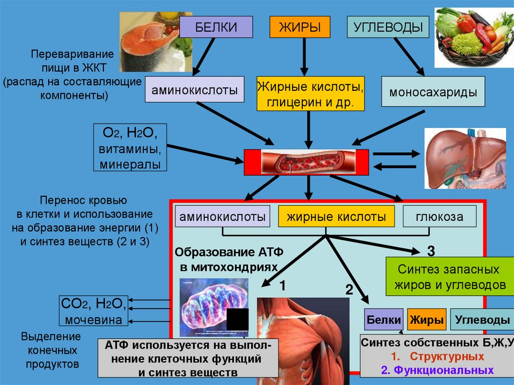 Поставщик энергии в организме. Пища для энергии организма. Метаболизм профилактика картинки. Фото обмена веществ в организме.