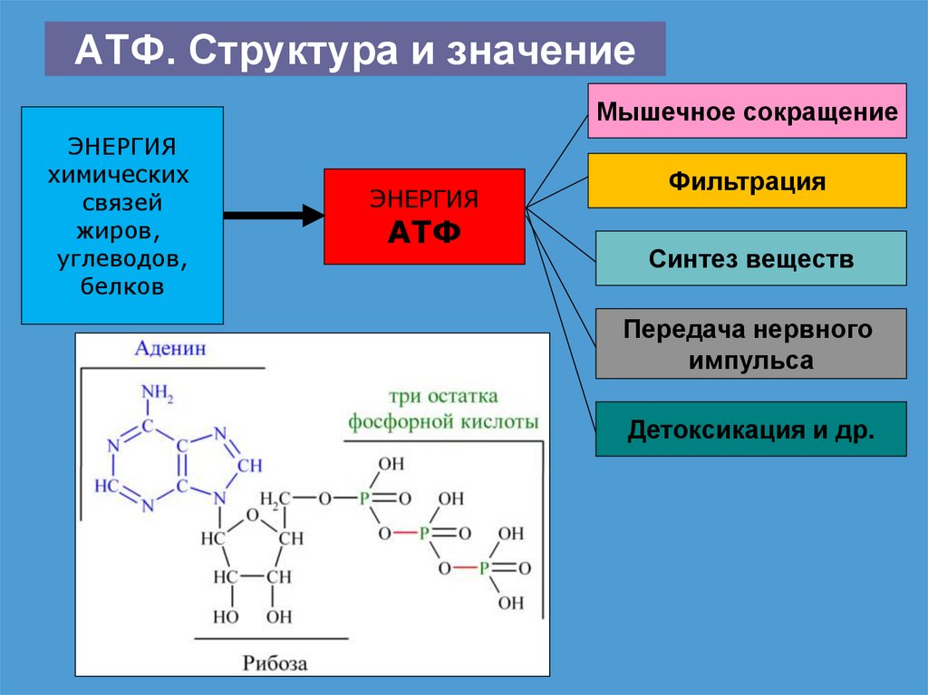Атф показания. Структурная организация АТФ. Строение АТФ кислота. Структура аденозинтрифосфорной кислоты. Строение АТФ биохимия.