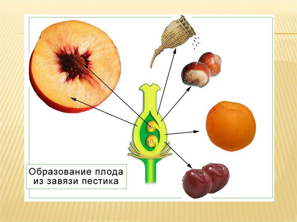 Презентация размножение покрытосеменных