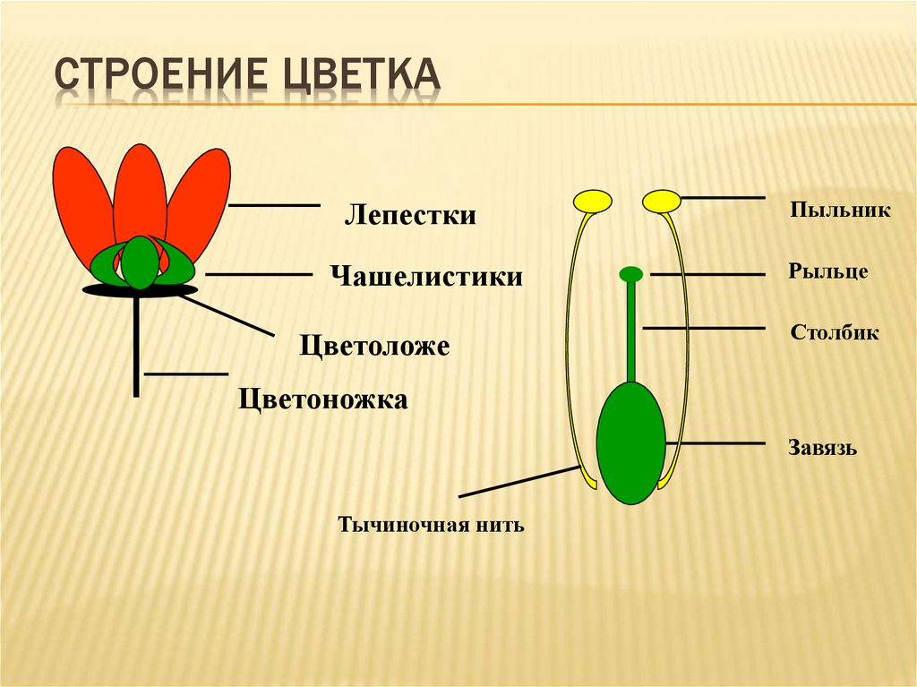 Презентация 7 класс строение цветка - 81 фото