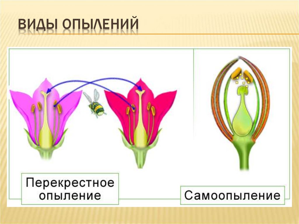 Тозаңдану түрлері. Самоопыление растений. Виды опыления. Типы опыления растений. Типы опыления аллогамия.