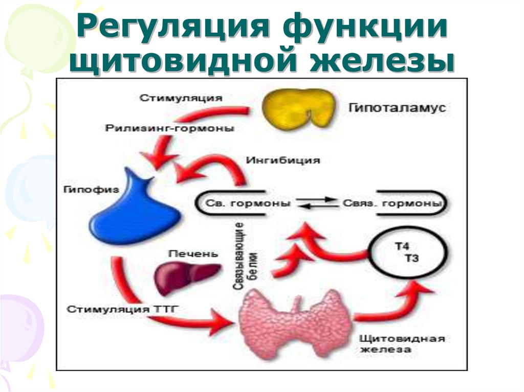 Щитовидная железа нормальная функция. Функция щитовидной железы и гормональная регуляция. Функция гормонов щитовидной железы в организме человека. Гуморальная регуляция функций щитовидной железы. Щитовидная железа её функции в организме человека.