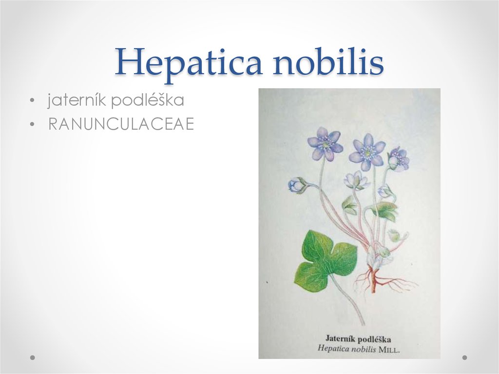 Hepatica nobilis