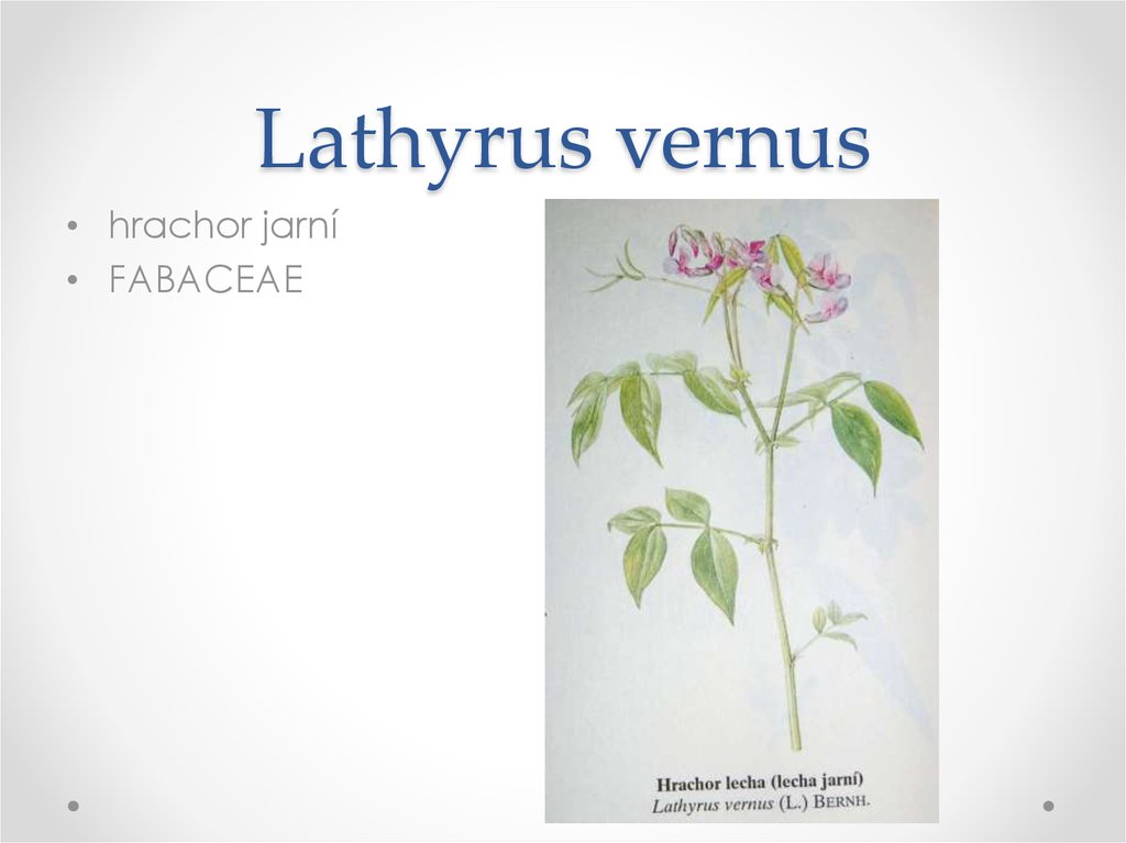 Lathyrus vernus