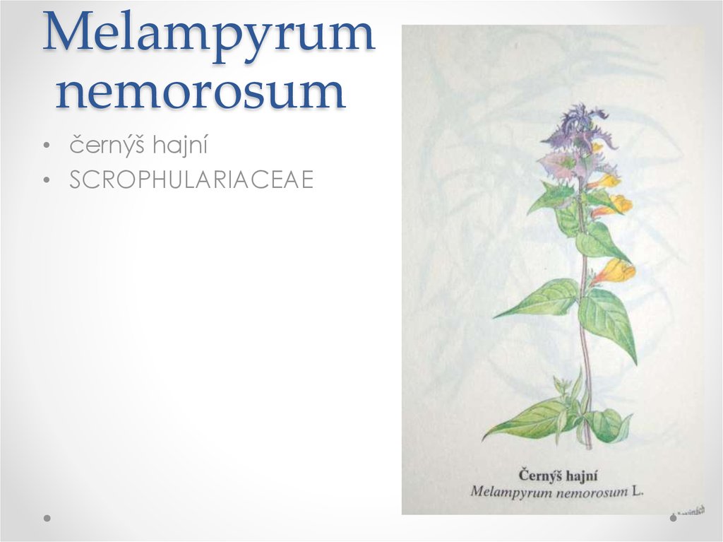 Melampyrum nemorosum