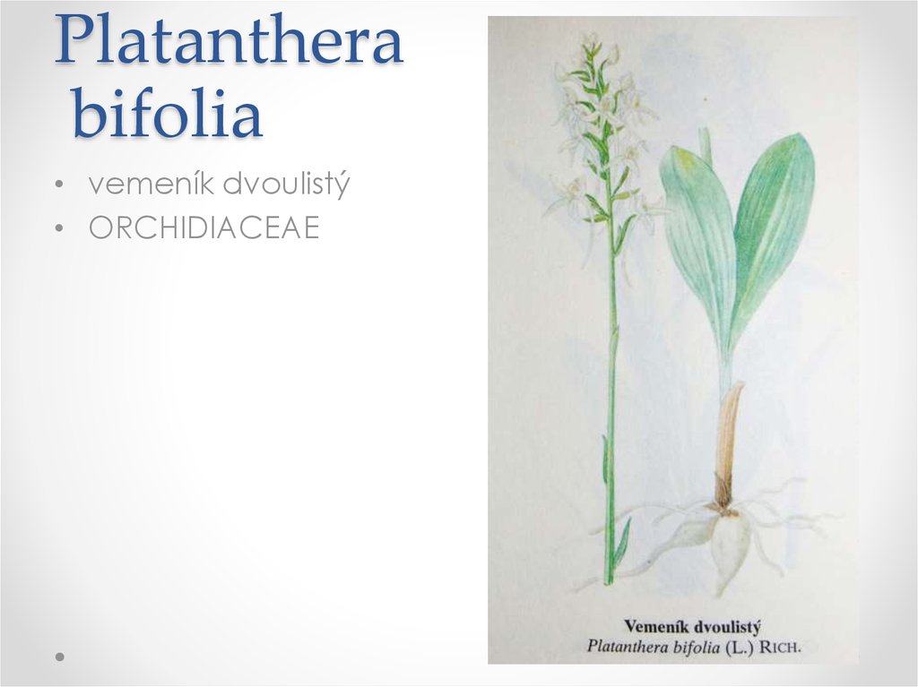 Platanthera bifolia