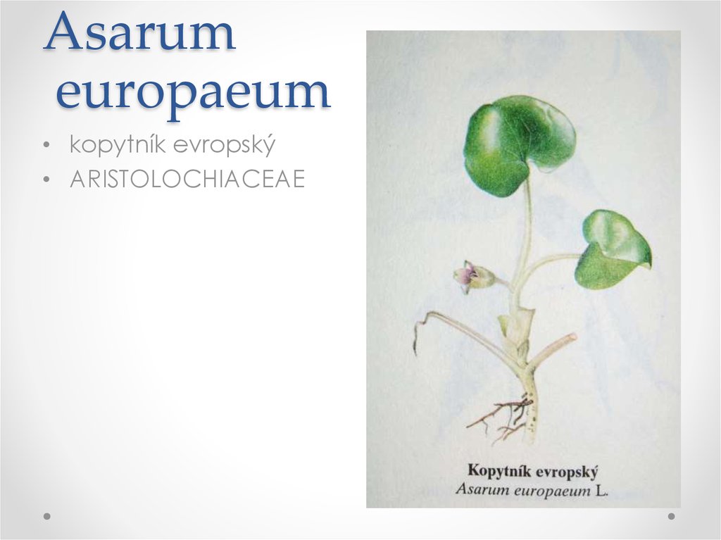 Asarum europaeum