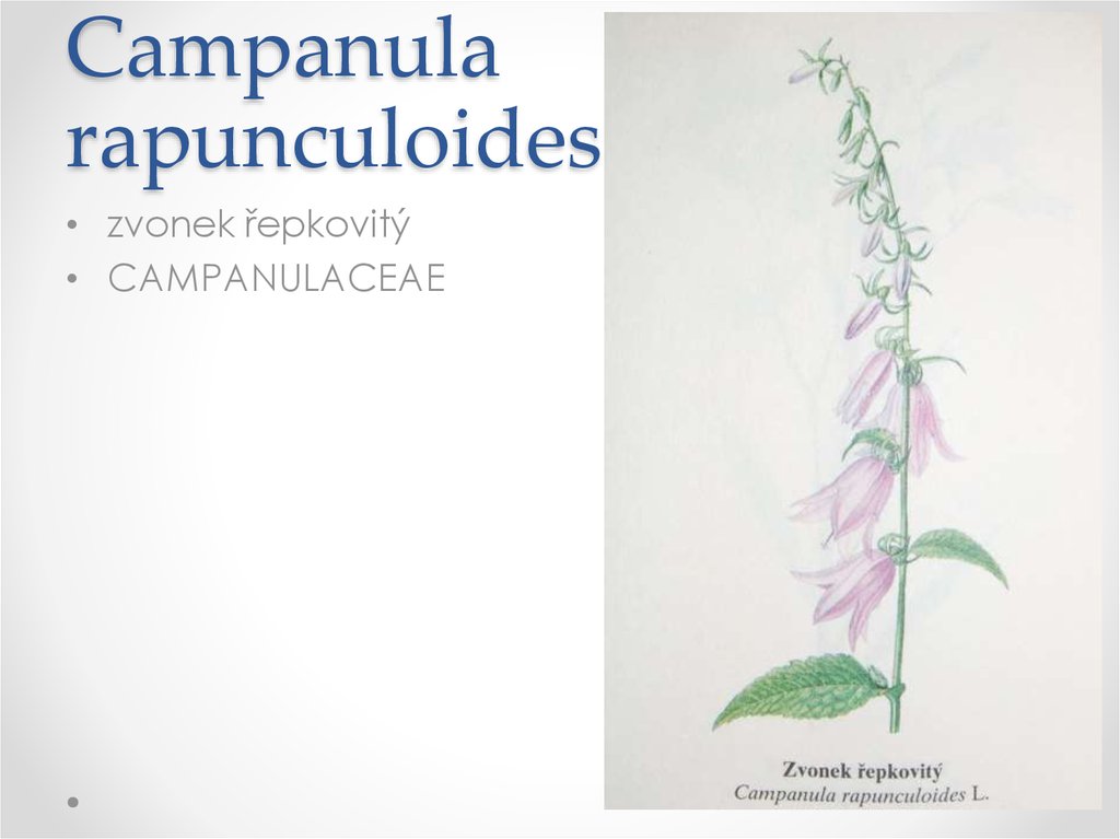 Campanula rapunculoides