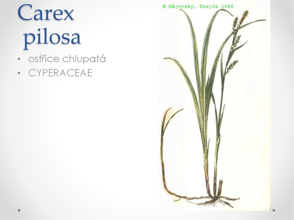 Carex pilosa